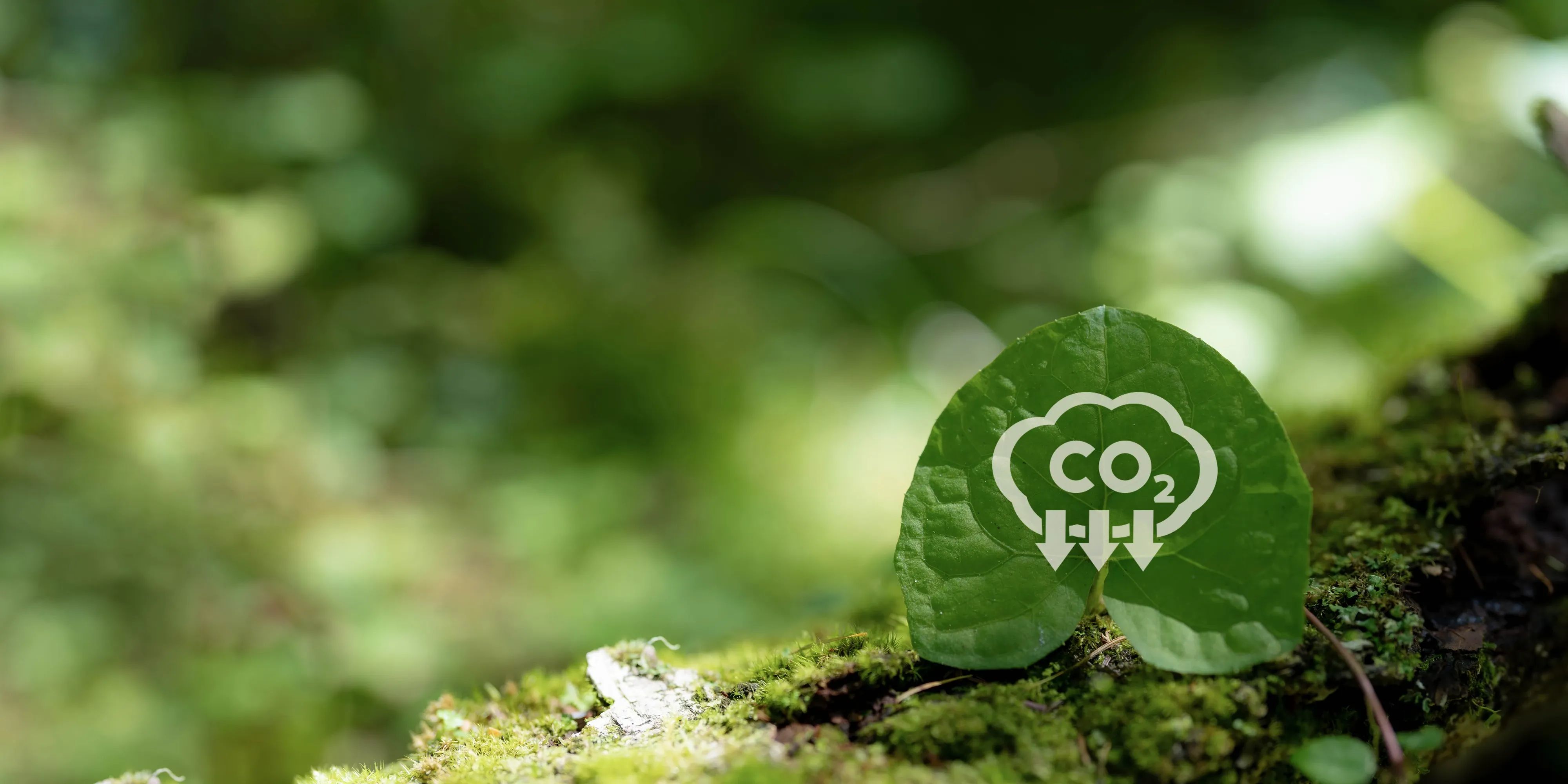 Plant with CO2 symbol on green background